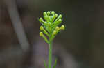 Crested yellow orchid